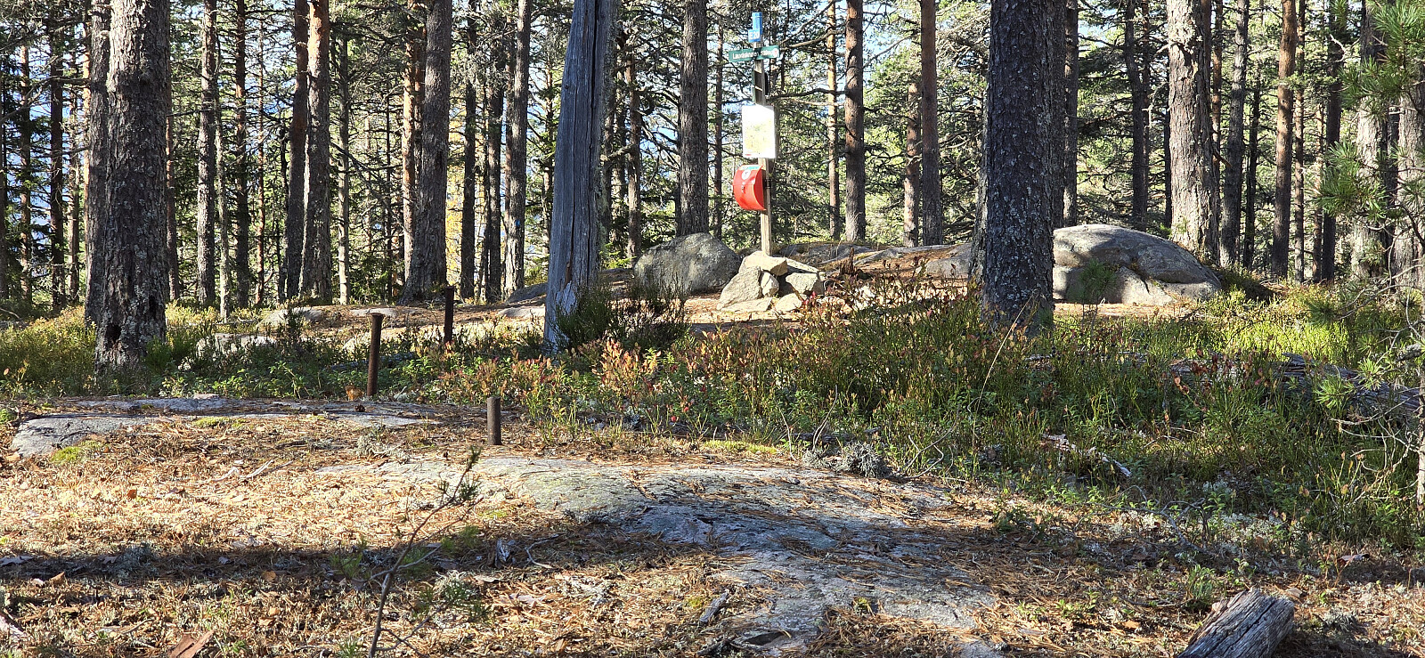 Lauvåsknollen (538moh)